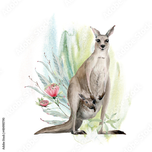 Watercolor australian kangaroo illustration