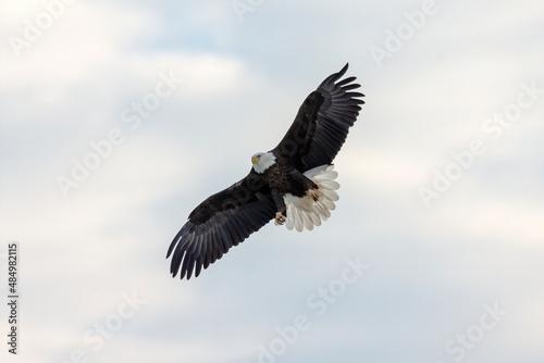 The bald eagle (Haliaeetus leucocephalus) in flight