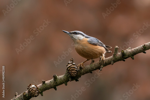  Eurasian Nuthatch (Sitta europaea) on a branch in a forest of Noord Brabant in the Netherlands. Background with autumn colors. 