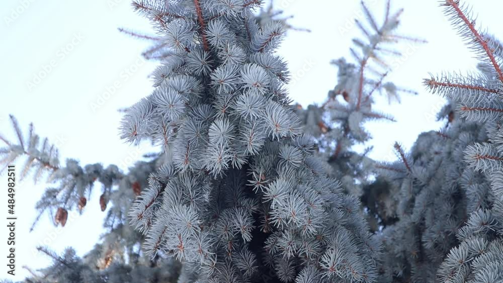 The top of a blue spruce
