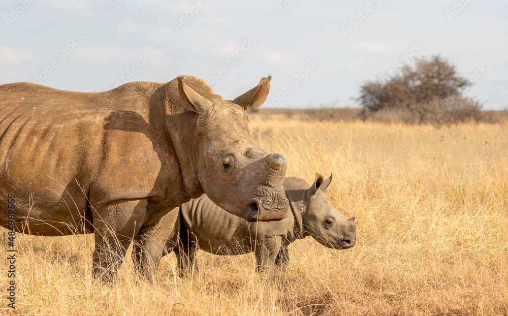 Obraz premium White rhino with calf, South Africa