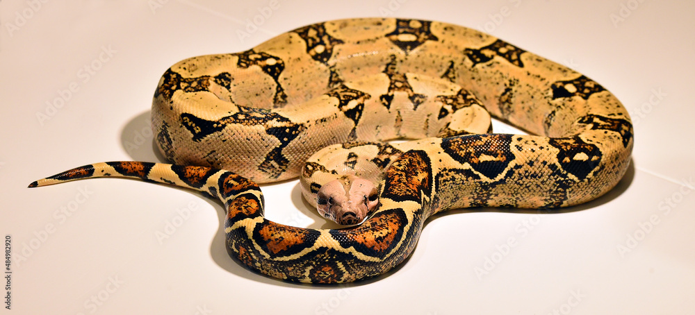Fototapeta premium a dangerous boa constrictor