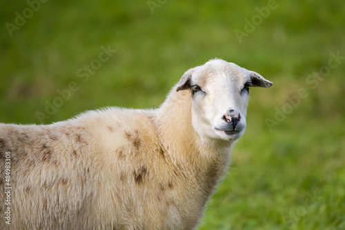 Schaf auf einer Wiese © silverkama