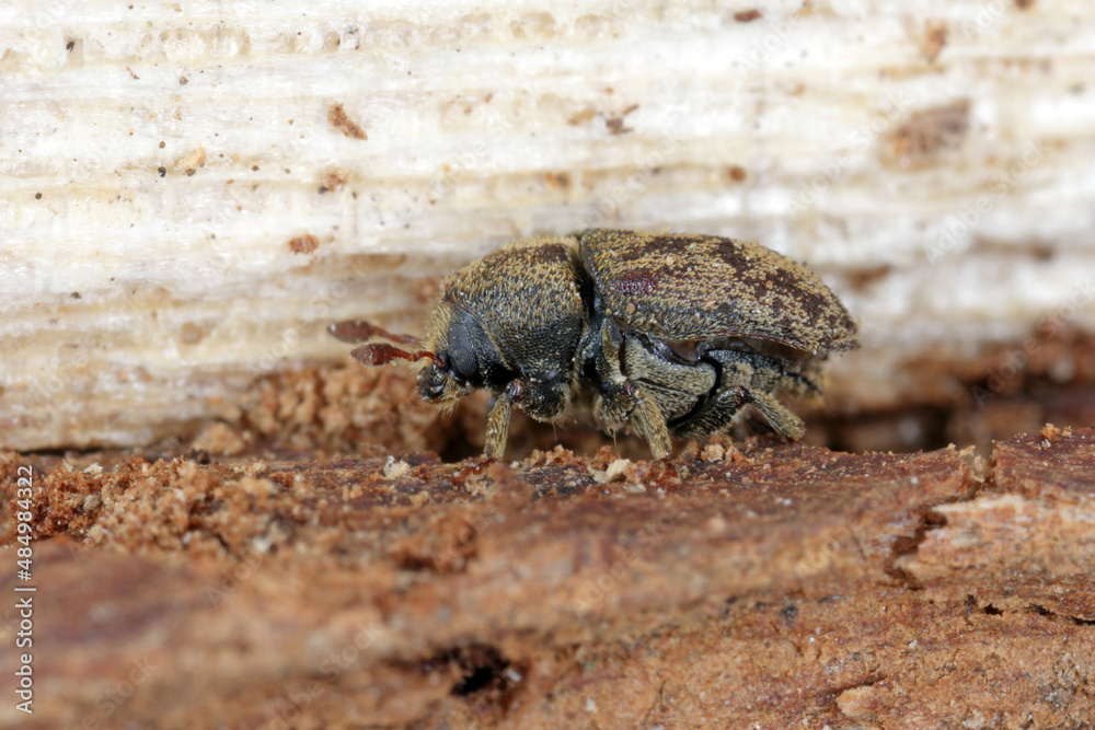 Hylesinus varius formerly fraxini is a species of weevil native to Europe - ash bark beetle. Camouflaging body coloration on tree bark.