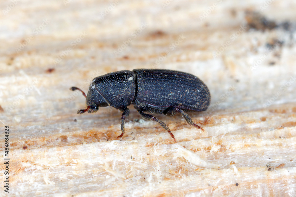 The black pine bark beetle - Hylastes ater is a species of beetle in the family Curculionidae, the true weevils. It is a bark beetle, a member of the subfamily Scolytinae, a pest of coniferous trees.