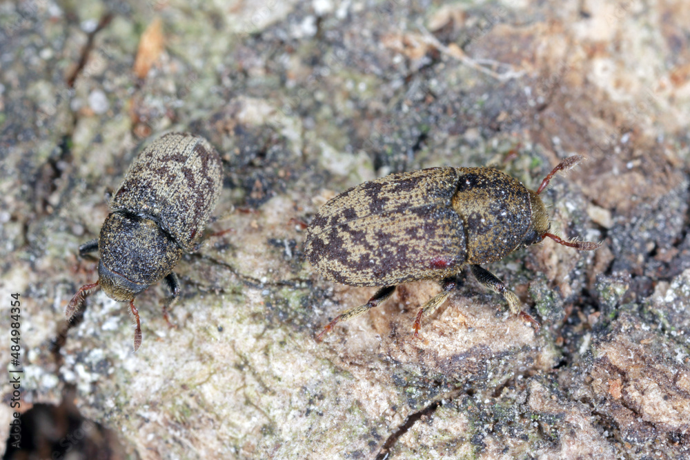 Hylesinus varius formerly fraxini is a species of weevil native to Europe - ash bark beetle. Camouflaging body coloration on tree bark.