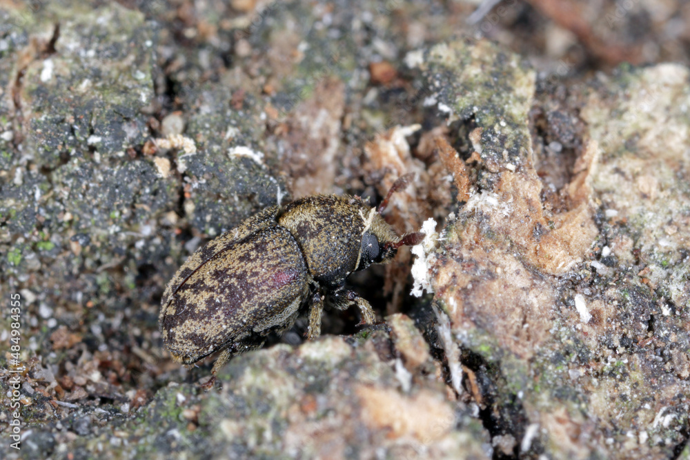 Hylesinus varius formerly fraxini is a species of weevil native to Europe - ash bark beetle. Camouflaging body coloration on tree bark. Hylesinus varius formerly fraxini is a species of weevil native to Europe - ash bark beetle. Camouflaging body coloration on tree bark.
