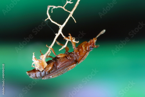 Epuraea biguttata - a tiny beetle of the family Nitidulidae (the sap beetles). photo