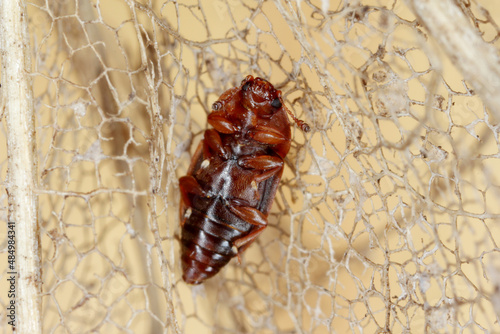 Epuraea biguttata - a tiny beetle of the family Nitidulidae (the sap beetles). photo