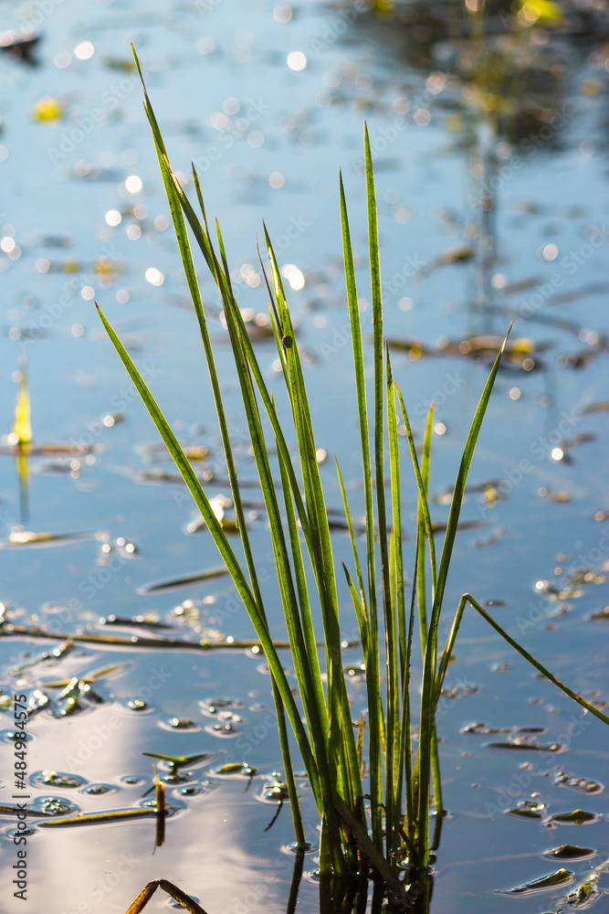 River plants and algae growing on the shore of a reservoir in the water