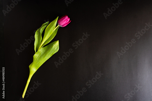 Scena con un tulipano rosa su sfondo nero, con spazio per scrivere. Condoglianze. Primavera. Messaggio. Anniversario. Invito. photo