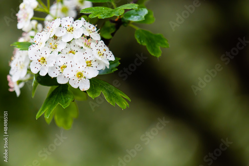 Un ramo fiorito con fiori bianchi in primavera. Natura. Aprile. Rinascere. Fiorire. Con spazio per scrivere. photo