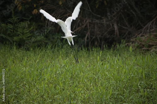 Beautiful great egret, also know as white heron or ardea alba, about to fly. Tortuguero, Costa Rica. 