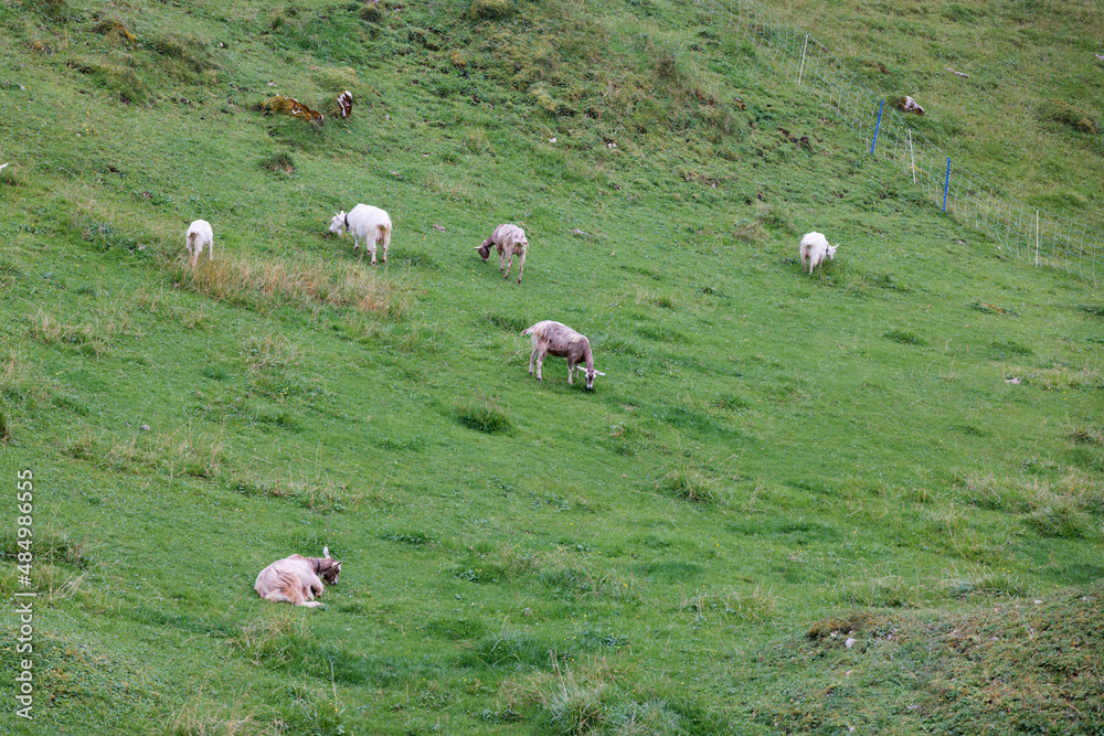many brown and white goats on a big mountain meadow in spring, cloudy day without people