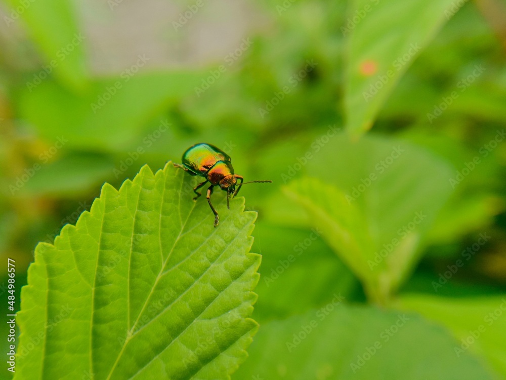 out of focus blurred defocused abstract insect perched on a leaf out of focus blurred defocused abstract insect perched on a leaf