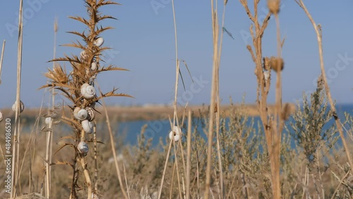 Snails clung to the dry grass.