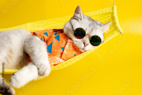 Funny white cat in sunglasses lies on a fabric hammock on a yellow background. photo