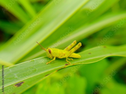 out of focus blurred defocused abstract insect perched on a leaf