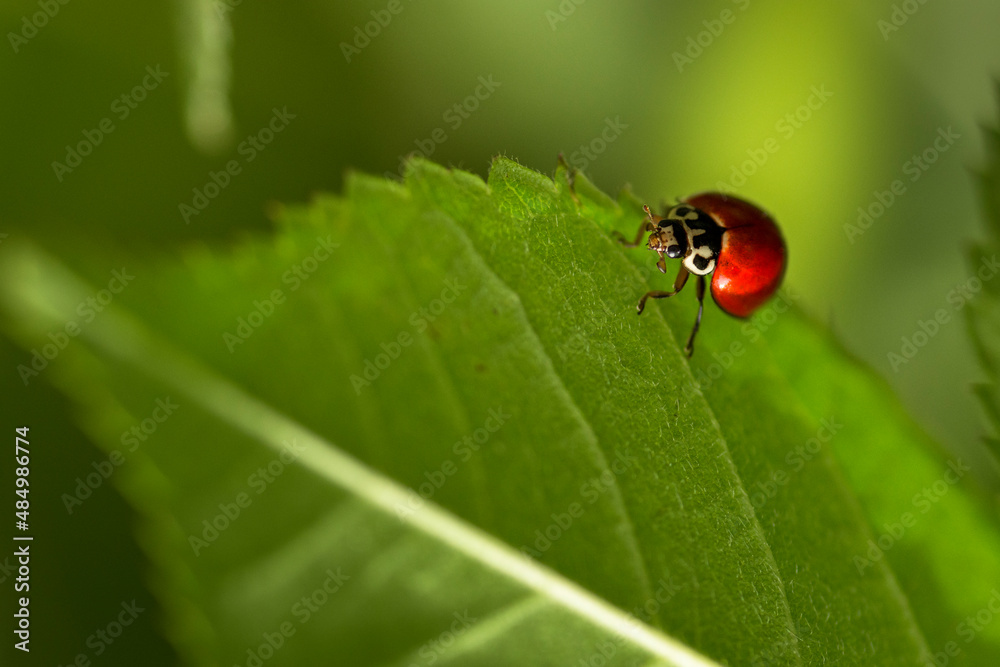 Close up macro photography of a little red ladybug Coccinellidae over a green leaf. Buenos Aires, Argentina
Close up macro photography of a little red ladybug Coccinellidae over a green leaf. Buenos Aires, Argentina