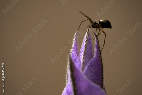 Close up macro photography of a little spider, araneae, over a lavender flower, lavanda, violet, lavandula in Buenos Aires, Argentina
 photo