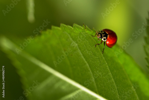 Close up macro photography of a little red ladybug Coccinellidae over a green leaf. Buenos Aires, Argentina 