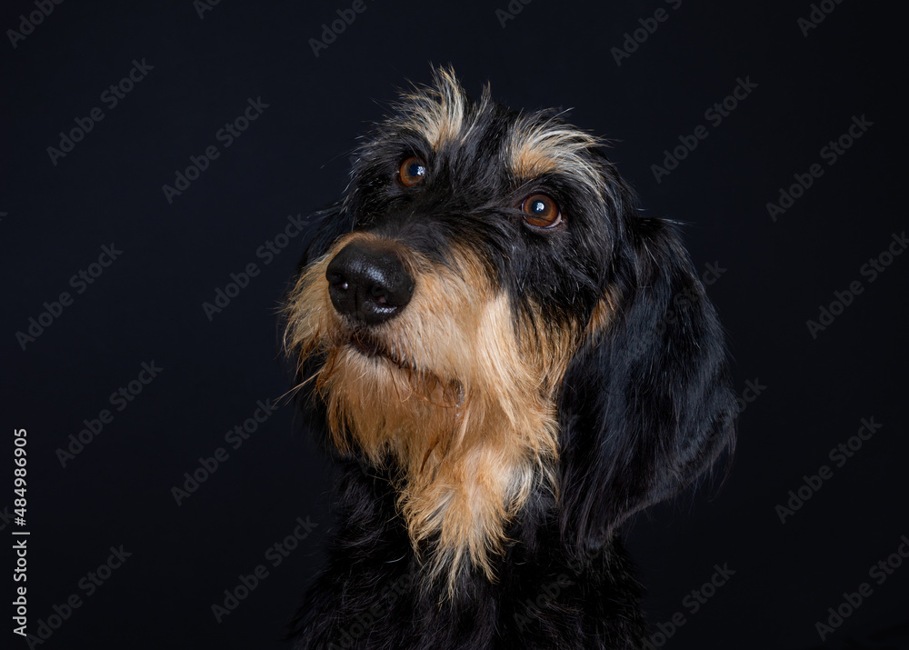 Cute looking black and brown Segugio Italiano a pelo forte scent hound Cute looking black and brown Segugio Italiano a pelo forte scent hound