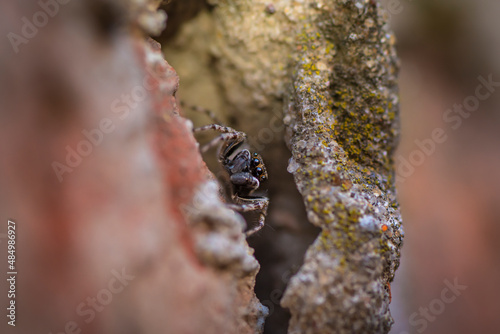 Little spider, araneae, salticidae, front view between some rocks. Buenos Aires, Argentina. 