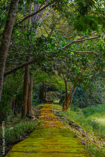 Greenery forest trail by the lakeside at Taman Eko Rimba Terenggun  Kuala Lipis  Pahang  Malaysia.