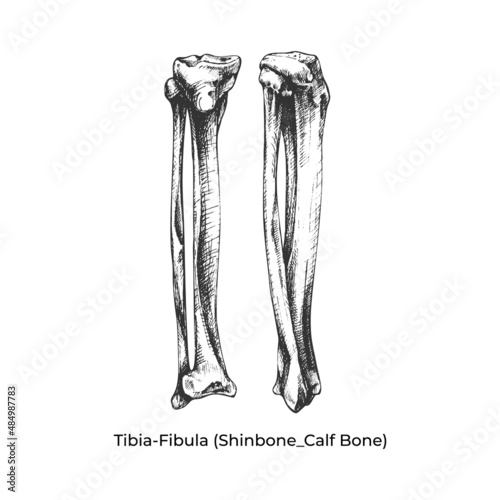 Tibia-fibula (tibia_ calf bone), leg, sketch