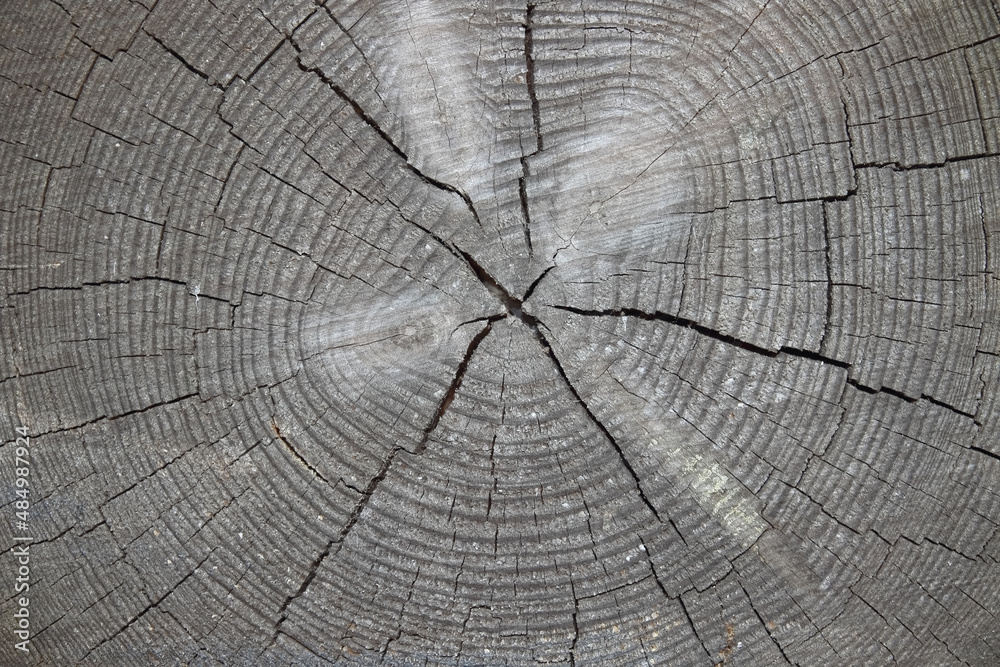 Fototapeta premium old shabby wood white background