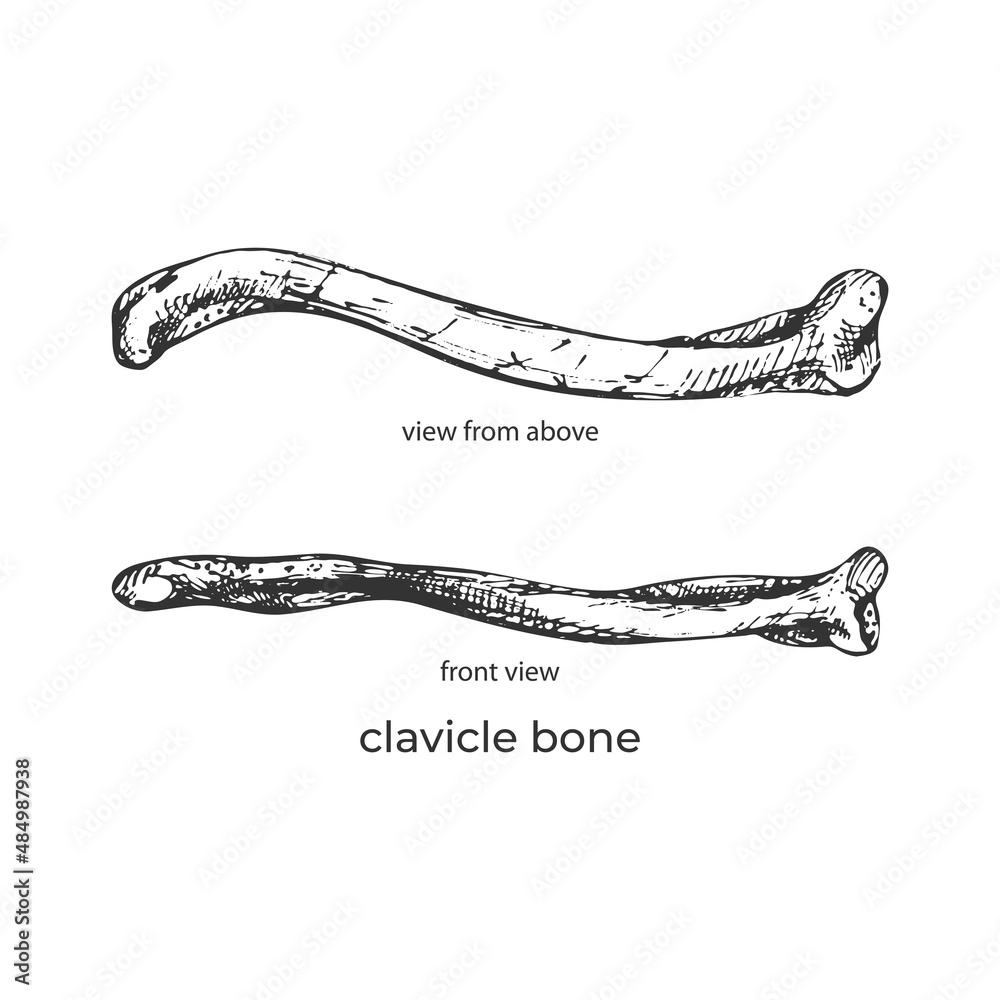 clavicle bone, top view, side view, human anatomy, clavicle bone; top