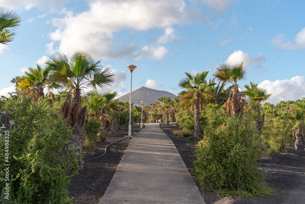 Fototapeta premium Camino rodeado por palmeras y una gran montaña volcánica al fondo en un día de verano con el cielo azul despejado en Lanzarote Islas Canarias