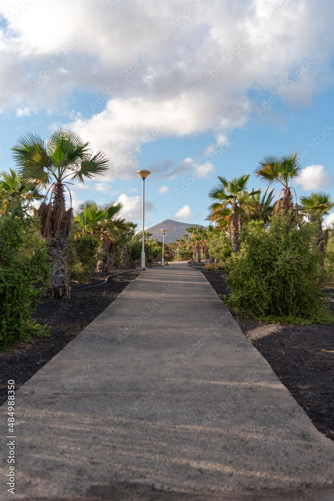 Imagen típica de Lanzarote en Islas Canarias de un camino rodeado por grandes palmeras y una montaña volcánica al fondo en un día de verano soleado con el cielo azul despejado