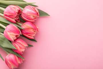 Pink tulip flower on pastel table background with copy space for text. International Women day, Mother day and Happy Valentine day concept.