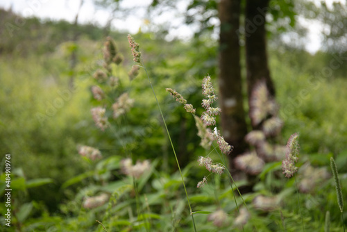 Wildflower of Orchard Grass, Dactylis glomerata, Poeae tribe © MF1688