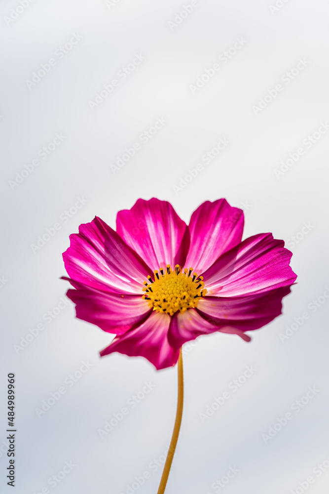Purple cosmos flower (Cosmos Bipinnatus) with white background Purple cosmos flower (Cosmos Bipinnatus) with white background
