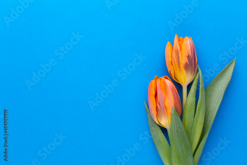 Orange tulips on the colored background  with copy space.