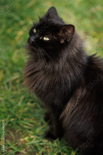 Foto Black Cat Portrait