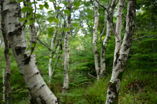 Forest of Silver Birch, Betula pendula, and fern plant