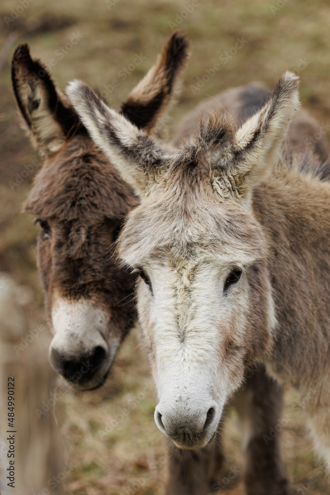 Two donkey portraits