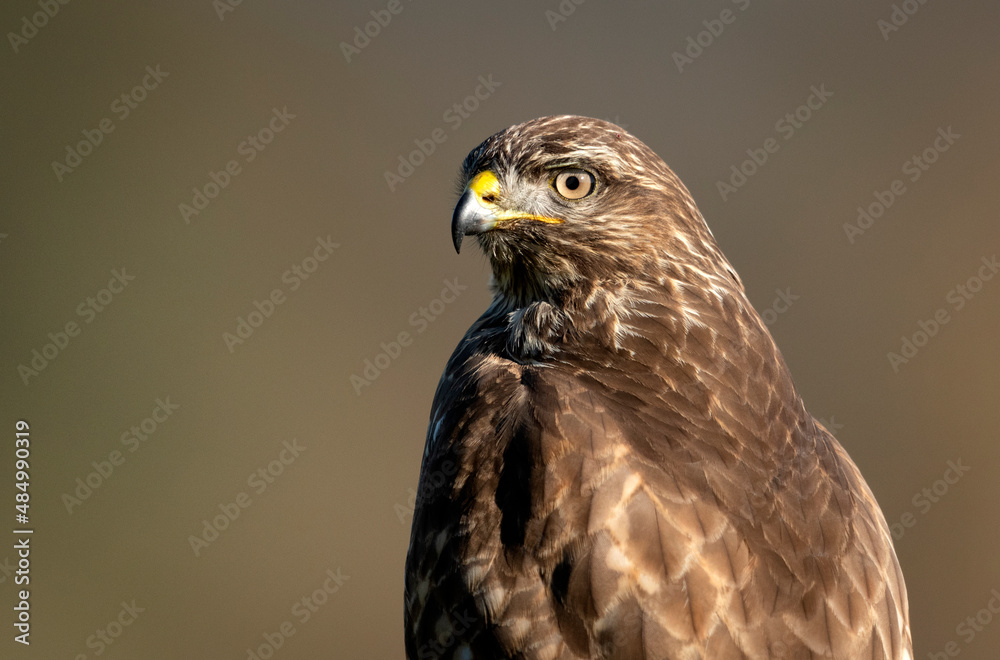 Common buzzard bird ( Buteo buteo ) close up Common buzzard bird ( Buteo buteo ) close up