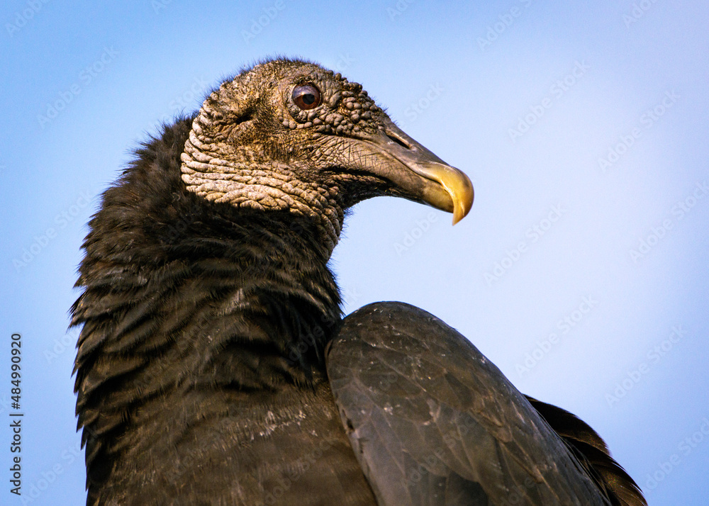 Fototapeta premium Black Vulture in the early morning sun in front of my house in Pearland, Texas!