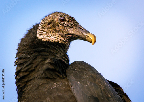 Black Vulture in the early morning sun in front of my house in Pearland  Texas 