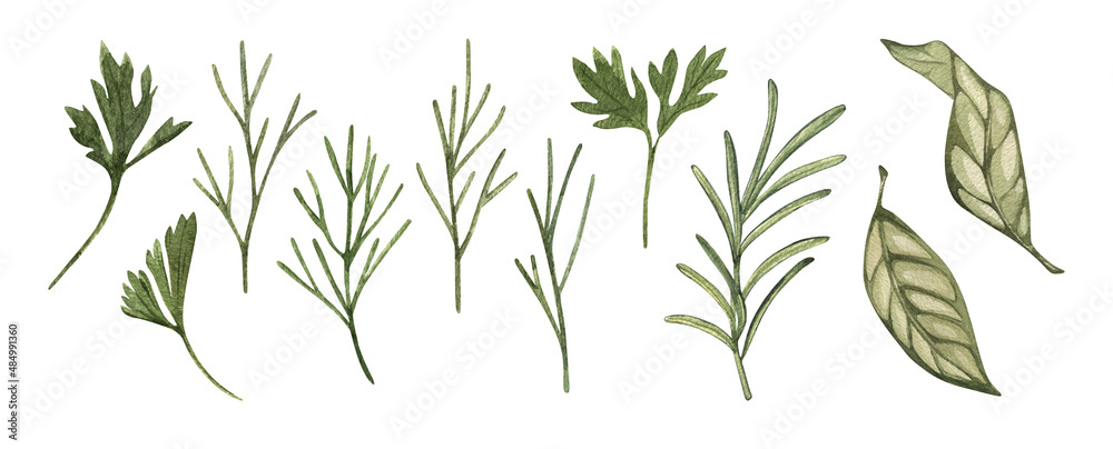 Naklejka premium Watercolor rosemary, dill, bay leaf. Food botanical hand drawn illustration. spice isolated on white background. Clipart object. For card, poster, banner, restaurant menu, kitchen textile.