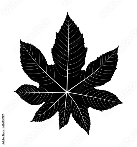 castor bean - castor oil plant (Ricinus communis) leaf silhouette isolated on white background