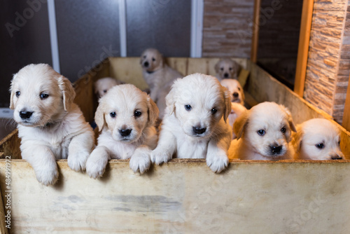 cute little dogs, golden retriever puppies in a breeding shelter
