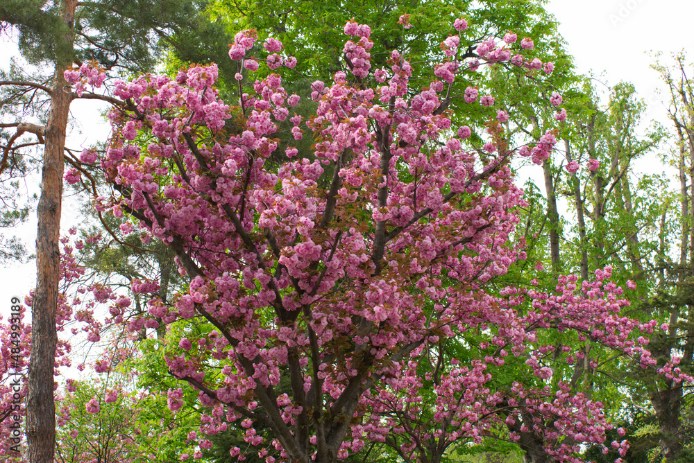 Obraz premium Sakura Baum im japanischen Garten