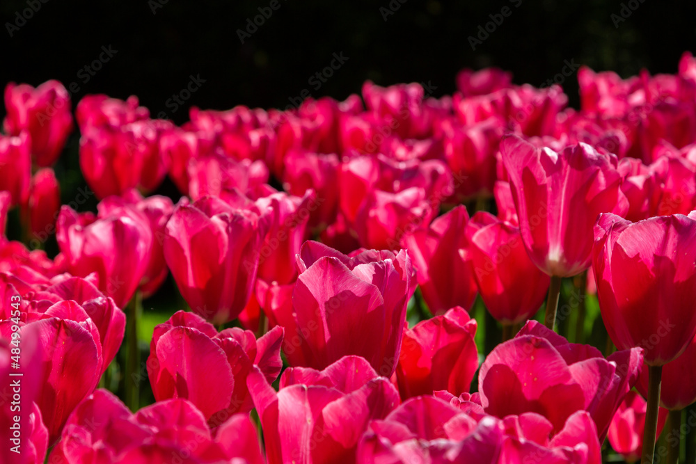field of pink tulips field of pink tulips