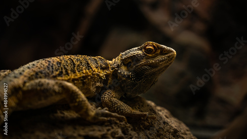 close up of a lizard