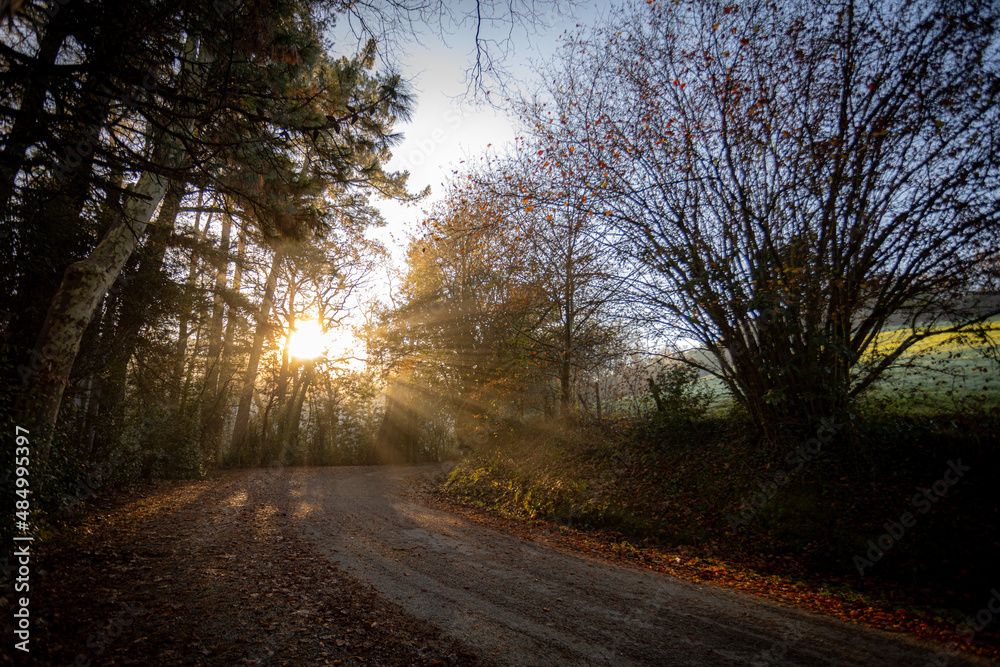 road in a forest in autumn at sunset